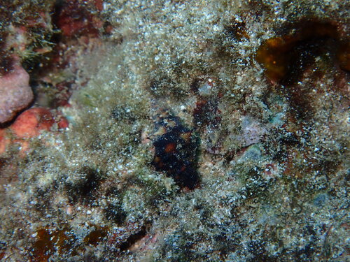 Muricopsis zeteki, 2026-09-08
