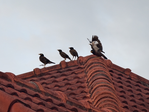 Common Myna