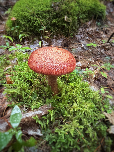Painted Suillus