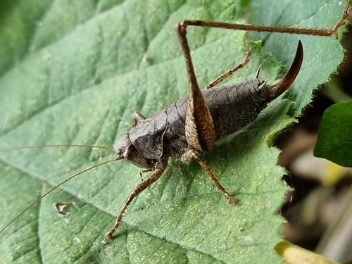 Dark Bush-cricket