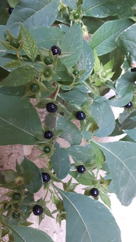Deadly Nightshade