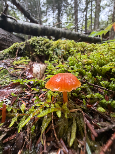 Common Gilled Mushrooms and Allies