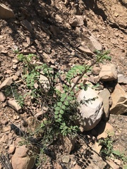Hosackia crassifolia crassifolia