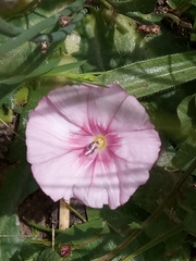 Convolvulus durandoi image