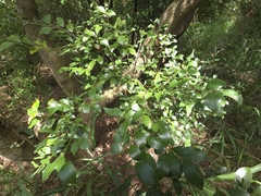 Lindera akoensis