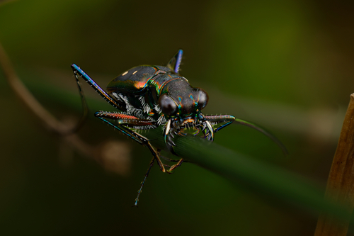 Cicindela sexpunctata