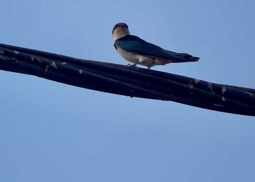 Ethiopian Swallow