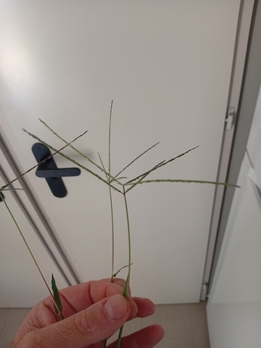 Hairy Crabgrass