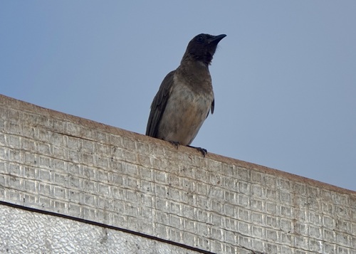 Common Bulbul