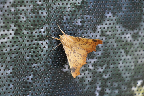 Maple Spanworm Moth