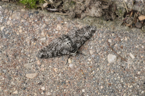 Peppered Moth