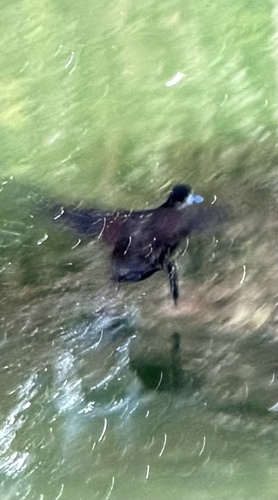 Ruddy Duck