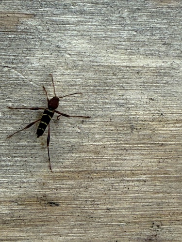 Red-headed Ash Borer