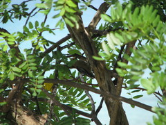 Melanerpes pygmaeus