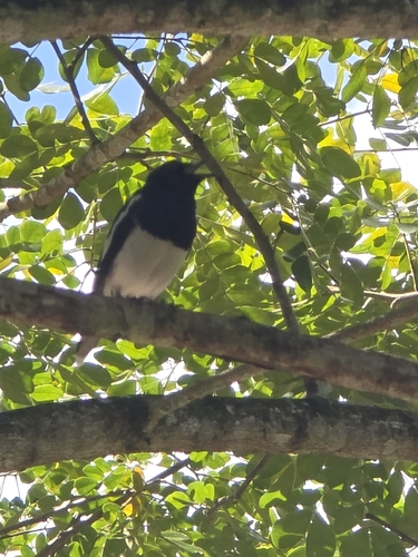 Oriental Magpie-Robin