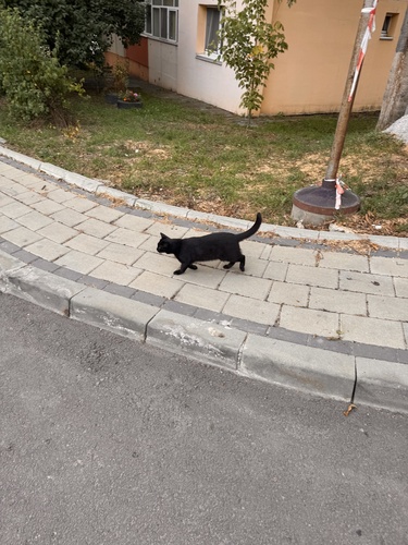 Domestic Cat