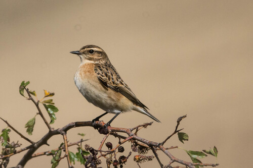 Whinchat