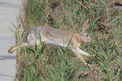 Lepus tolai
