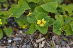 Viola pubescens