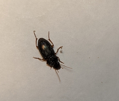 Carabidae