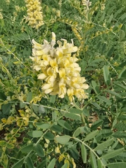 Sophora alopecuroides