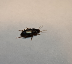 Carabidae