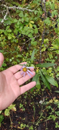 Symphyotrichum foliaceum, photograph 1