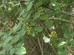 Smilax china, photograph (c) Yu-Huang Wang, some rights reserved (CC BY)