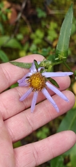 Symphyotrichum foliaceum, photograph author not stated, no rights reserved