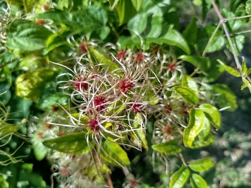 Old man's beard