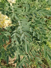 Sophora alopecuroides