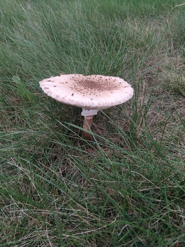 Parasol