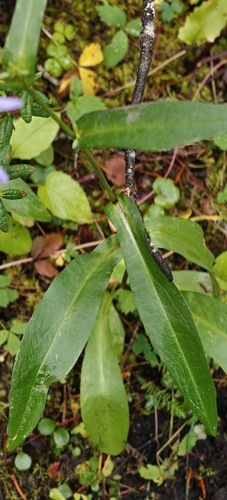 Symphyotrichum foliaceum, photograph 3