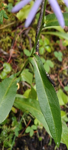 Symphyotrichum foliaceum, photograph 4