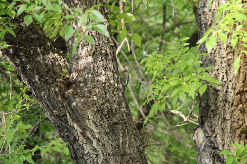 Yellow-bellied Sapsucker
