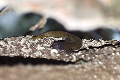 Sphaerodactylus dimorphicus