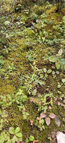 Artemisia norvegica, photograph 1