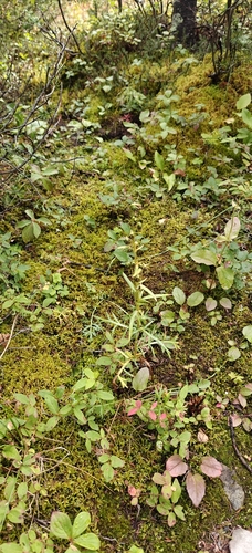 Artemisia norvegica, photograph 2
