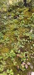 author not stated, no rights reserved Artemisia norvegica, photograph author not stated, no rights reserved