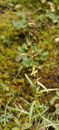 Artemisia norvegica, photograph 3