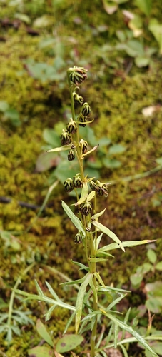 Artemisia norvegica, photograph 4