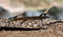 Sphaerodactylus dimorphicus