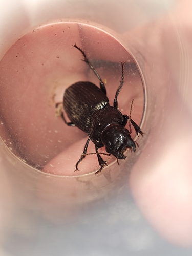 Amara gigantea