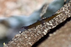 Sphaerodactylus dimorphicus