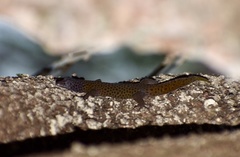 Sphaerodactylus dimorphicus