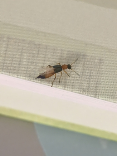 Paederus fuscipes