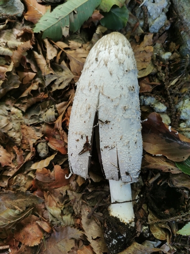 Shaggy Mane