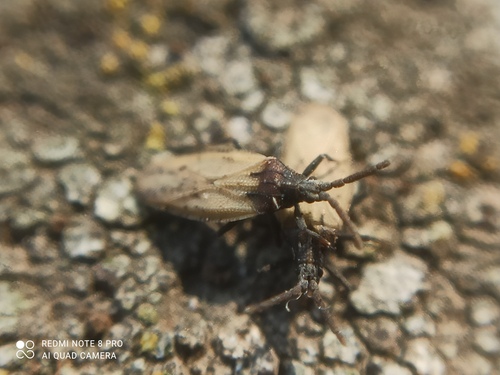 Catoplatus carthusianus