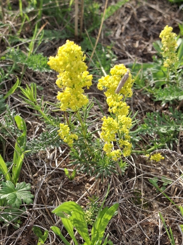 Lady's Bedstraw