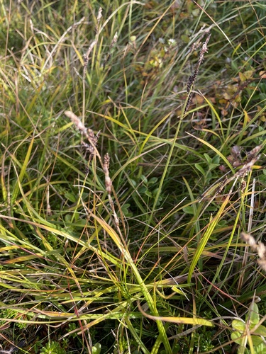 Carex bigelowii, 2026-09-11